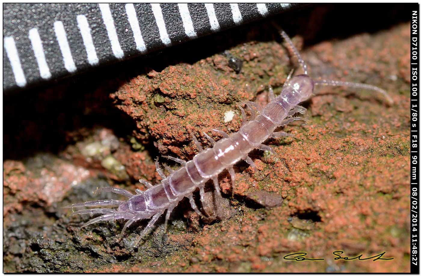 Lithobiidae? Lithobius cfr microporus